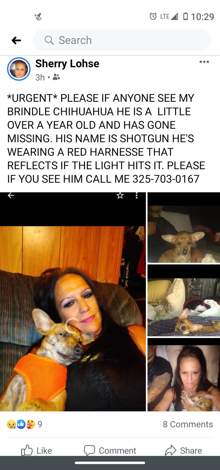 Lost dog in San Angelo, TX, 76905