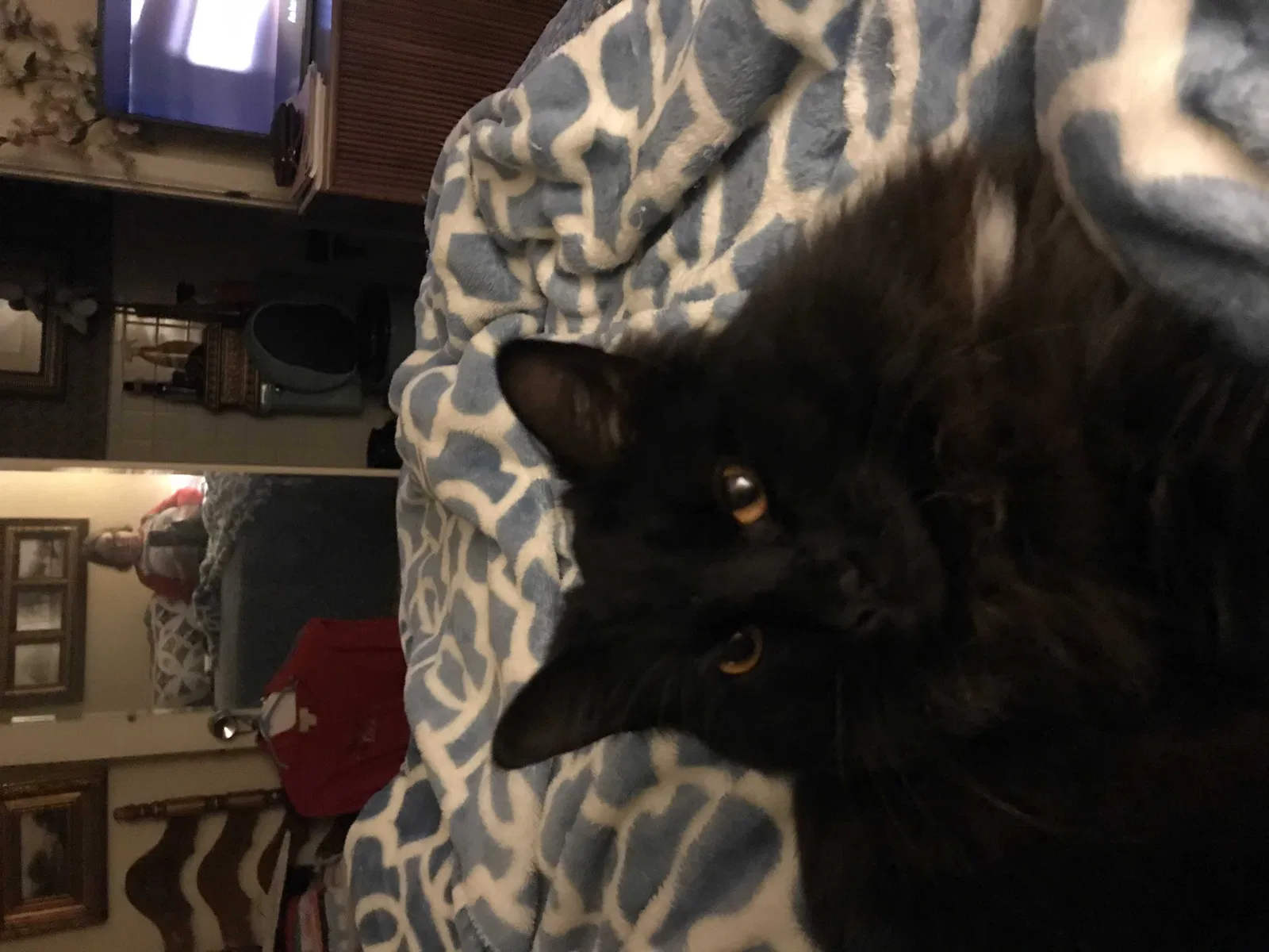 Found cat in Marietta, GA, 30064