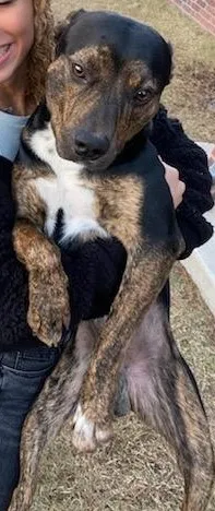 Lost dog in Oklahoma City, OK, 73106