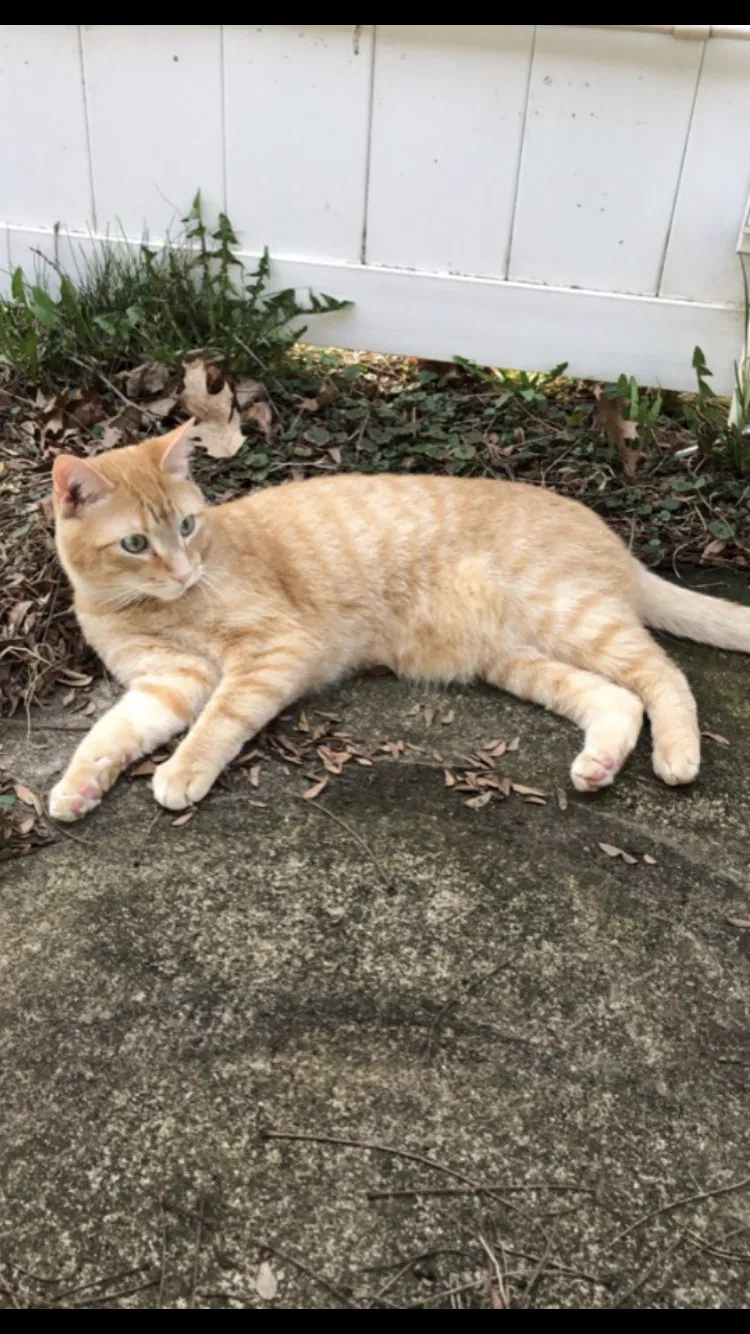 Lost cat in Woodstock, IL, 60098