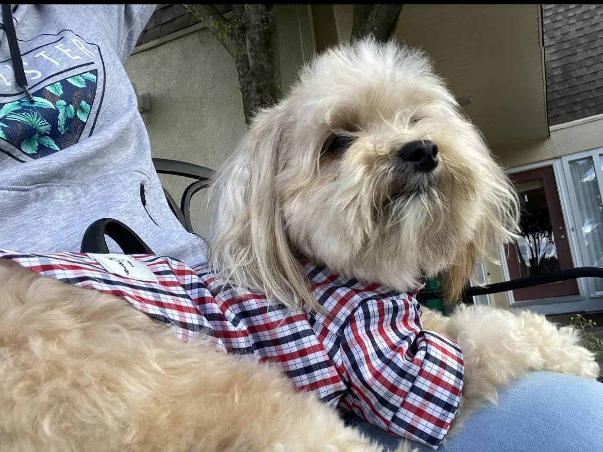 Lost dog in Youngstown, OH, 44514
