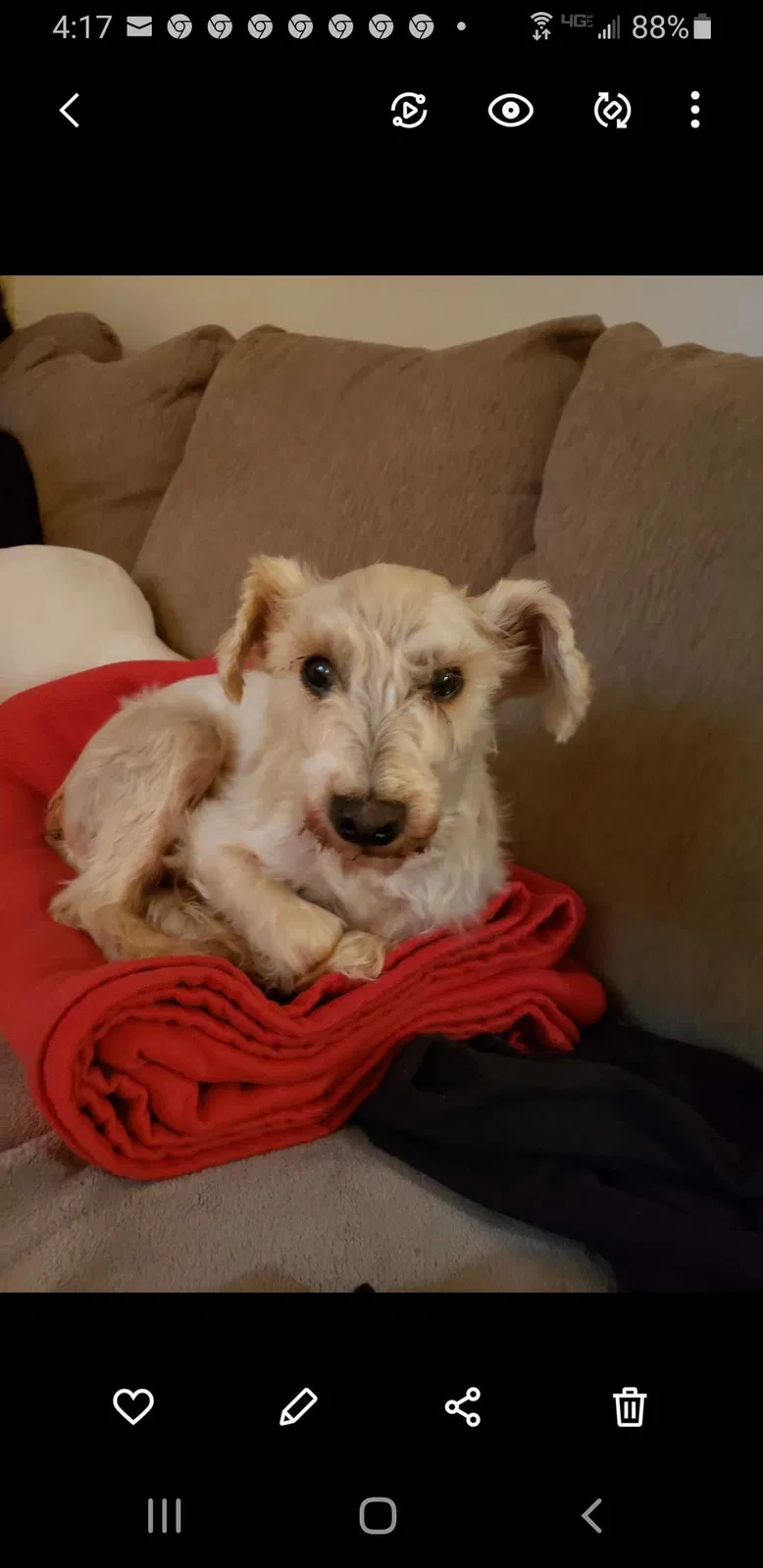 Lost dog in Travelers Rest, SC, 29690