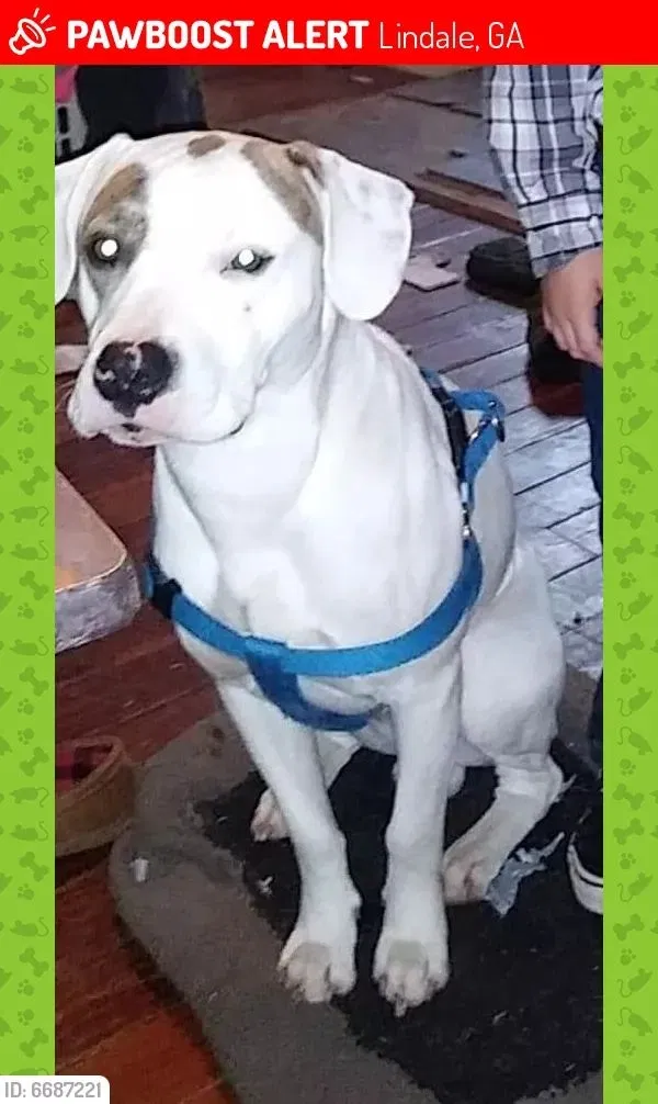 Lost dog in Lindale, GA, 30147