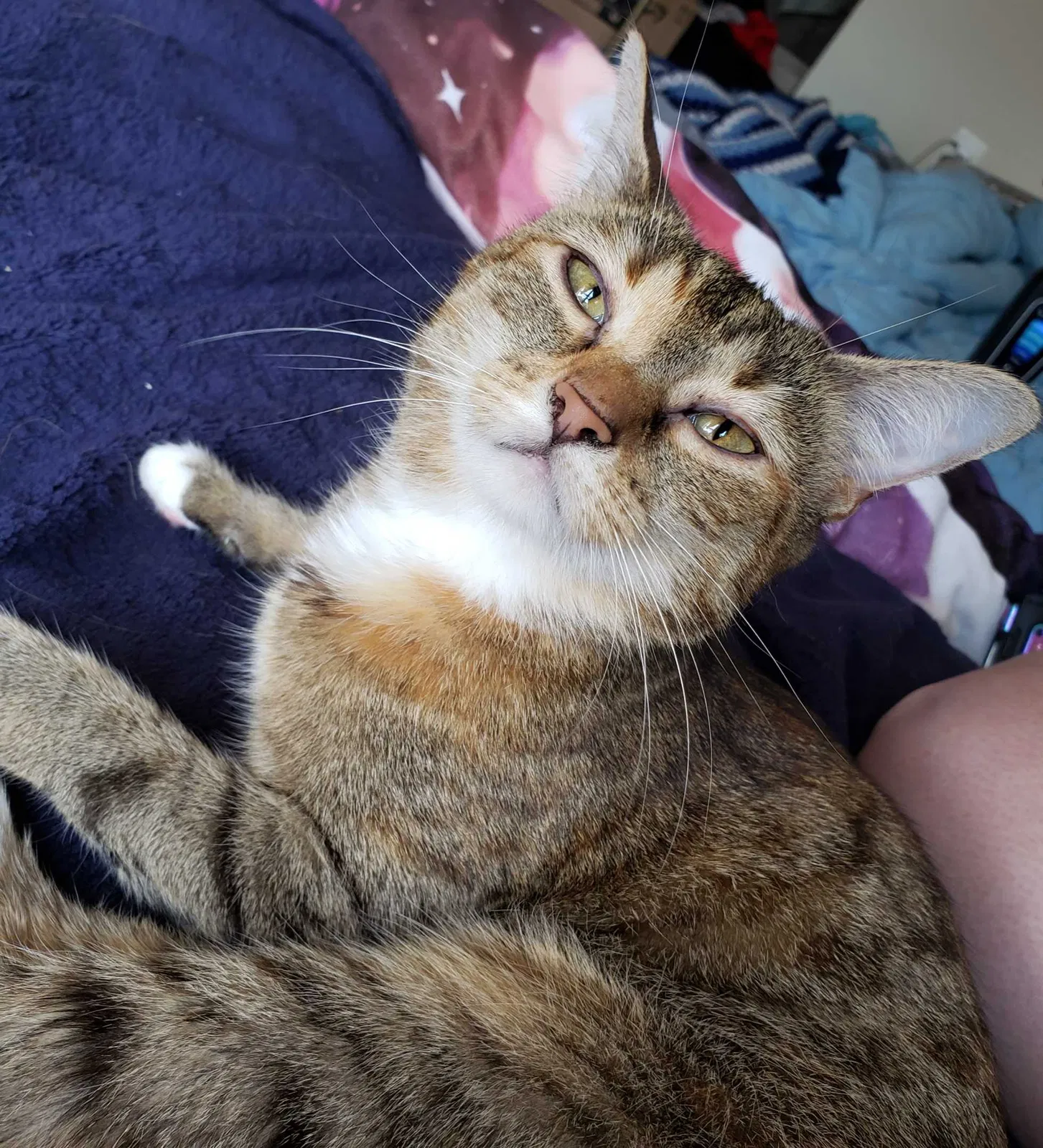 Lost cat in Catlett, VA, 20119