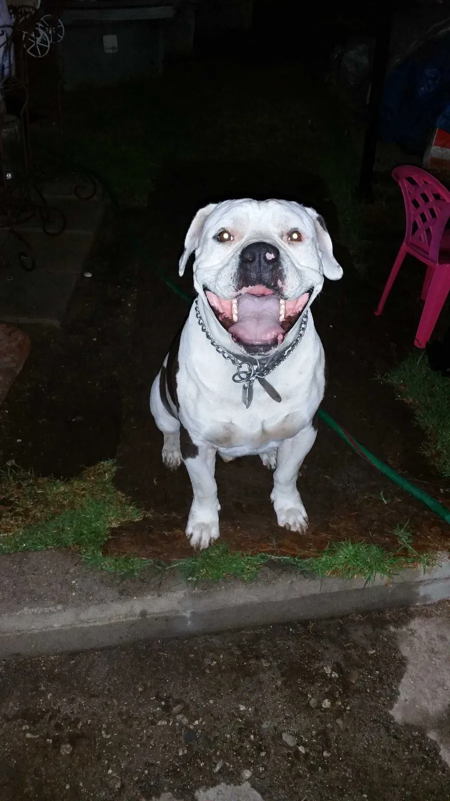 Lost dog in Hawthorne, CA, 90250