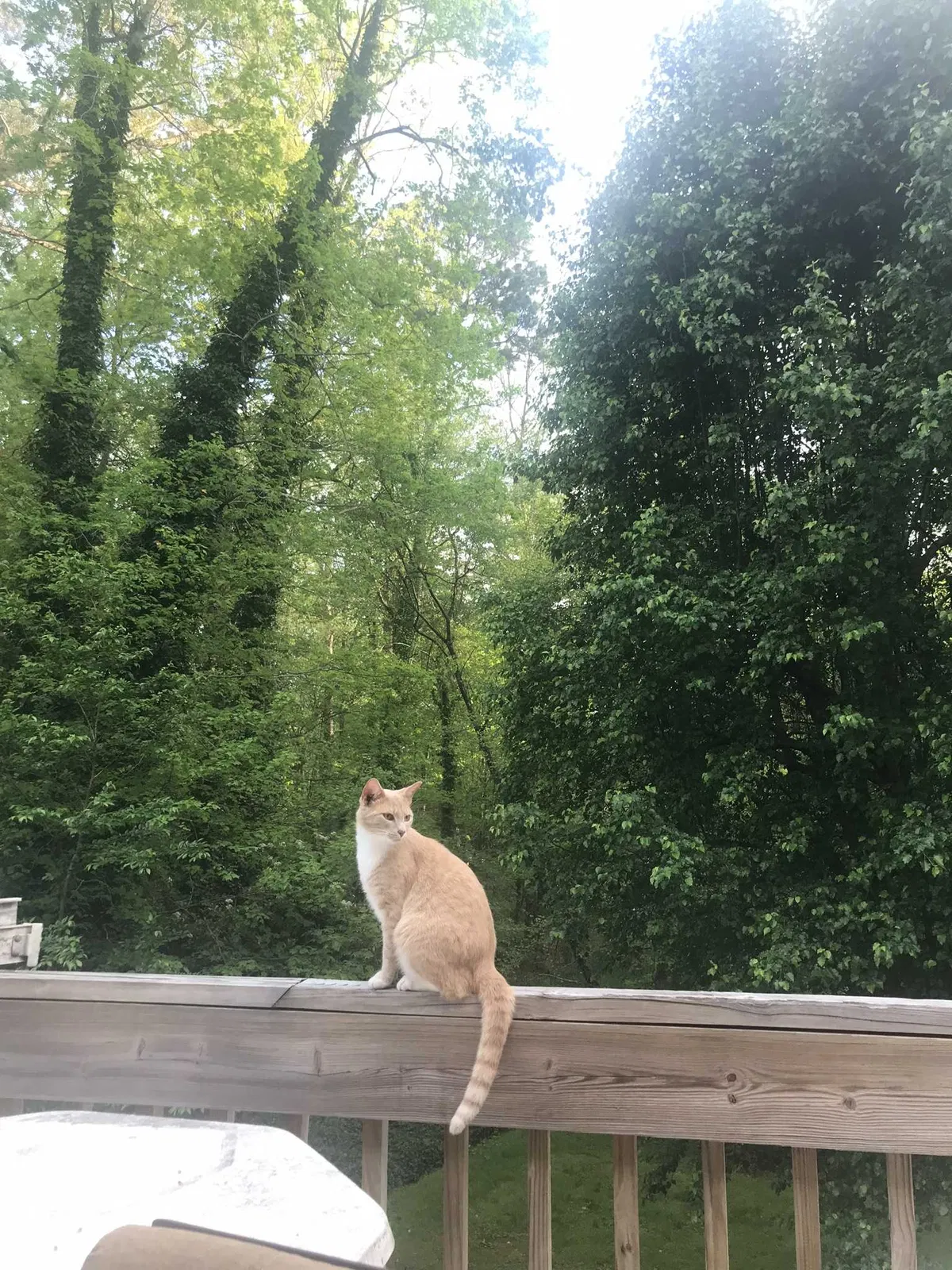 Lost cat in Hickory, NC, 28601
