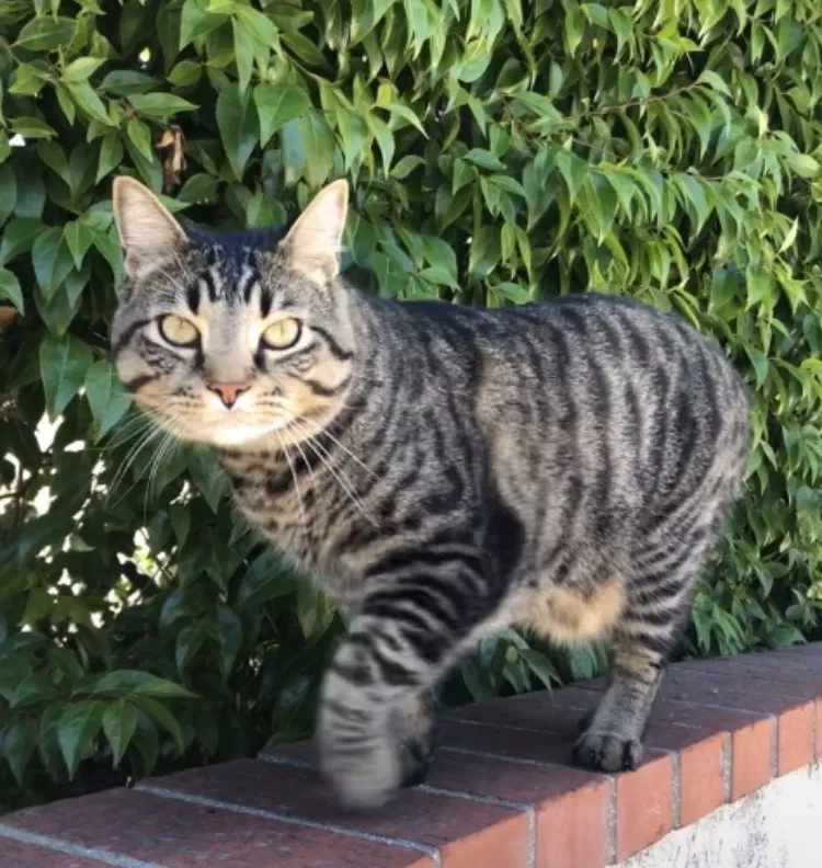 Lost cat in La Mesa, CA, 91941