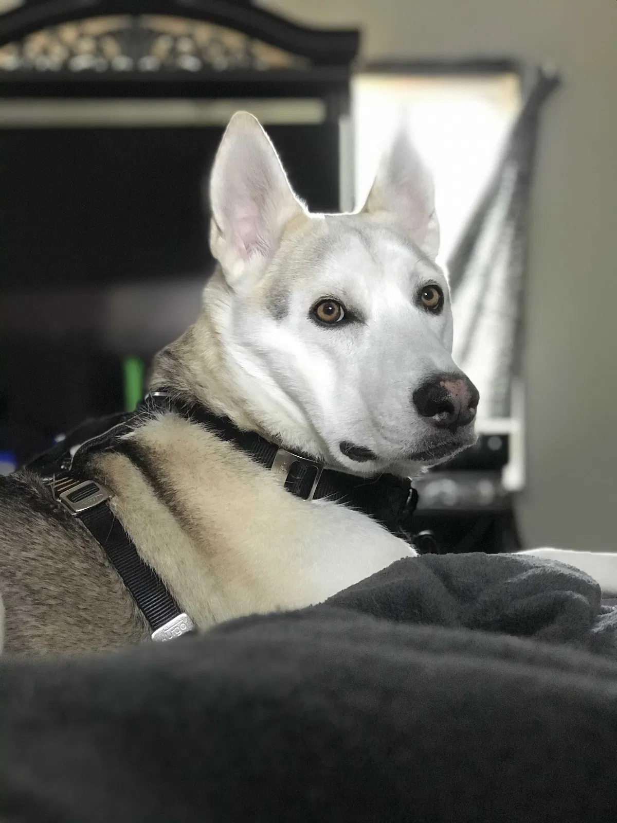 Lost dog in Portland, OR, 97217