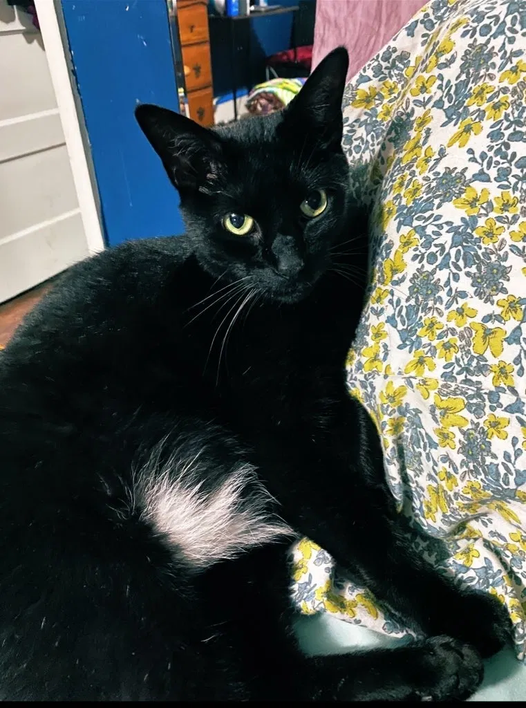Lost cat in Philadelphia, PA, 19144