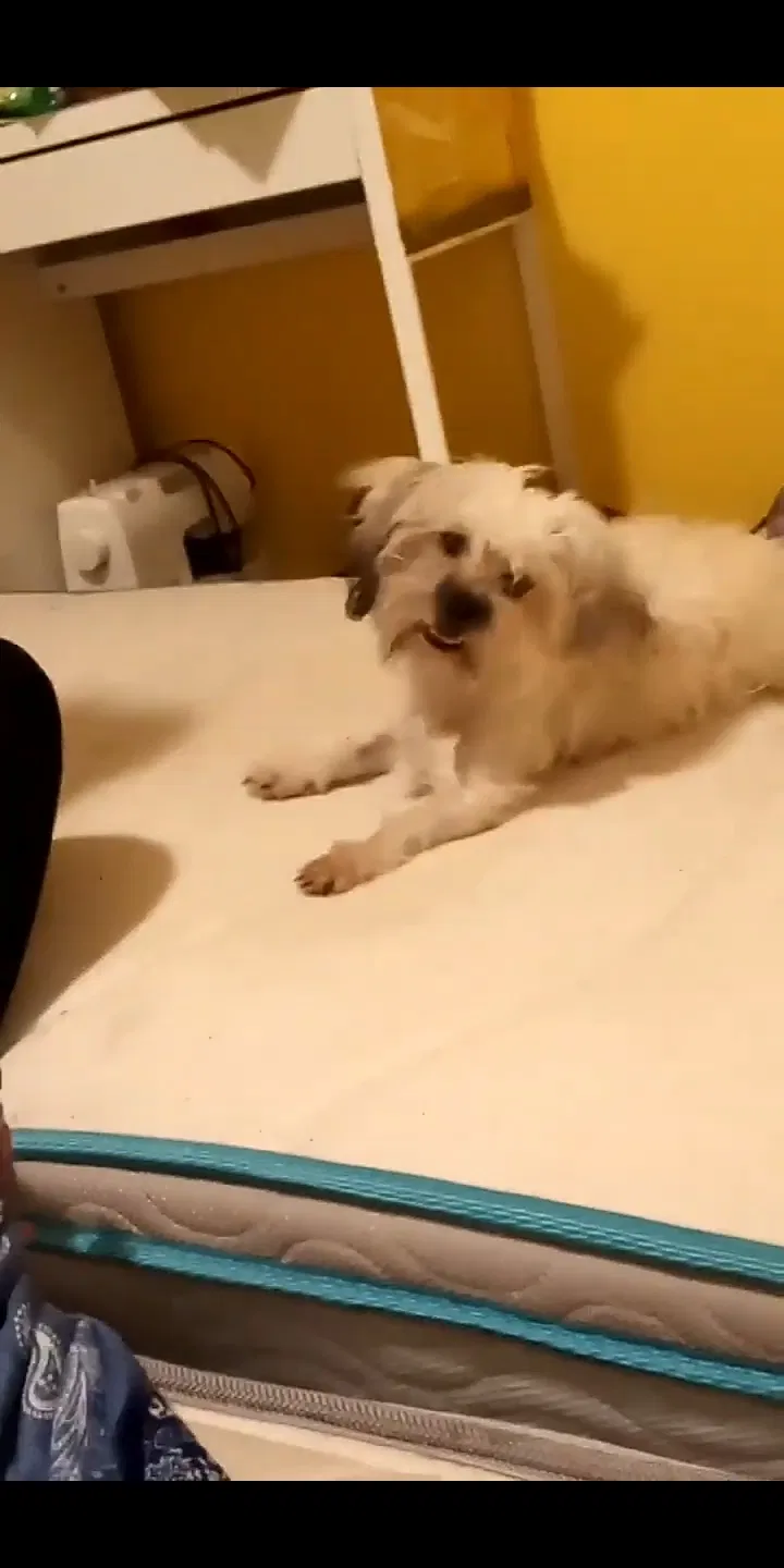 Lost dog in Independence, MO, 64055