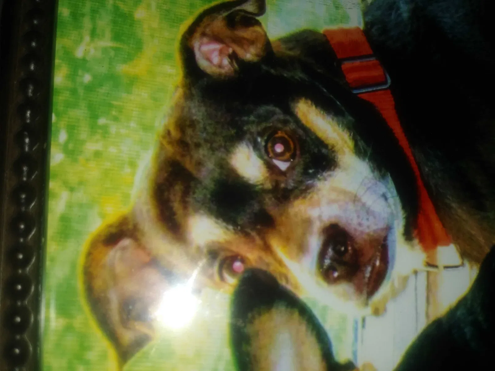 Lost dog in North Las Vegas, NV, 89030