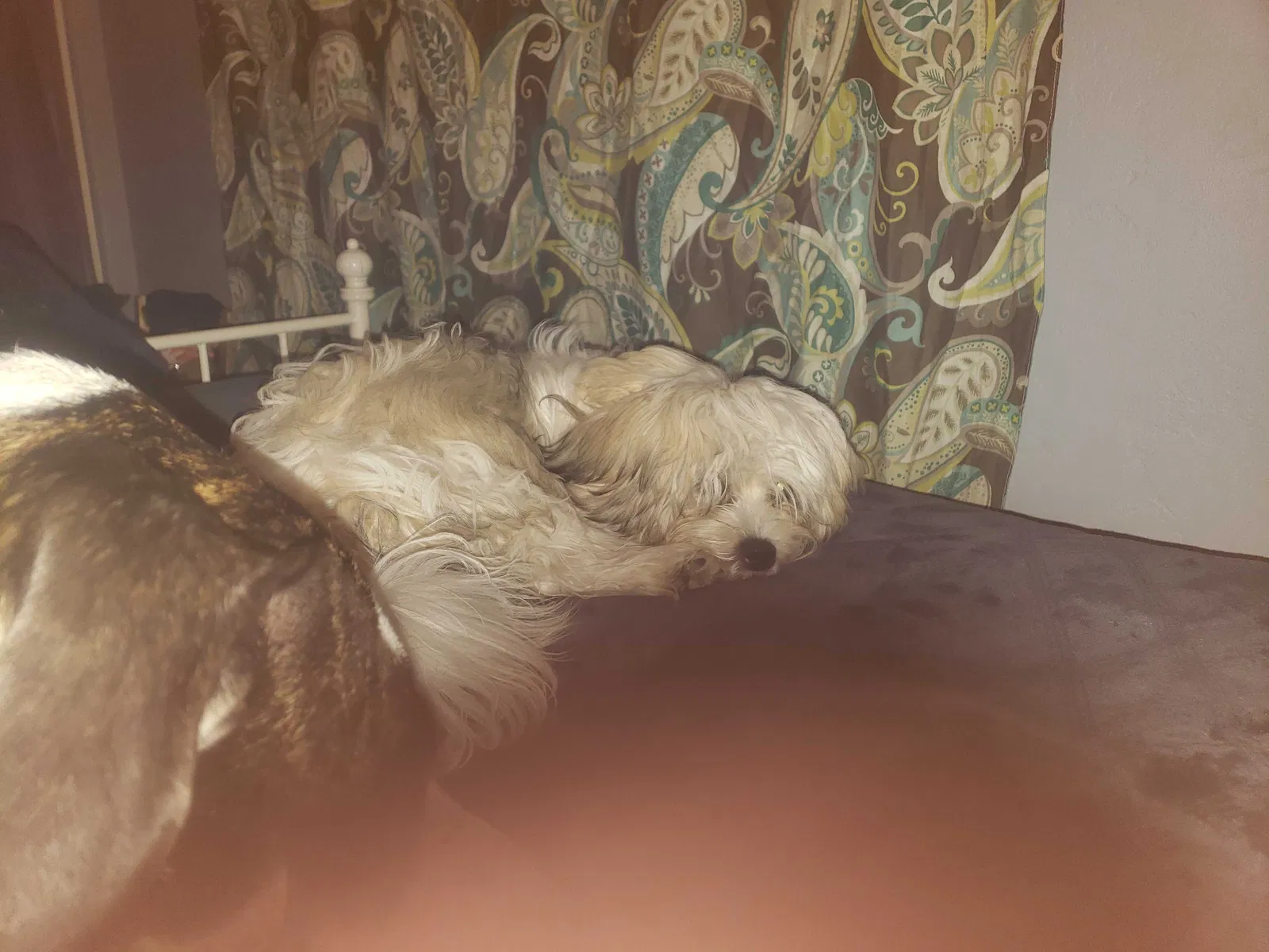 Lost dog in San Diego, CA, 92109