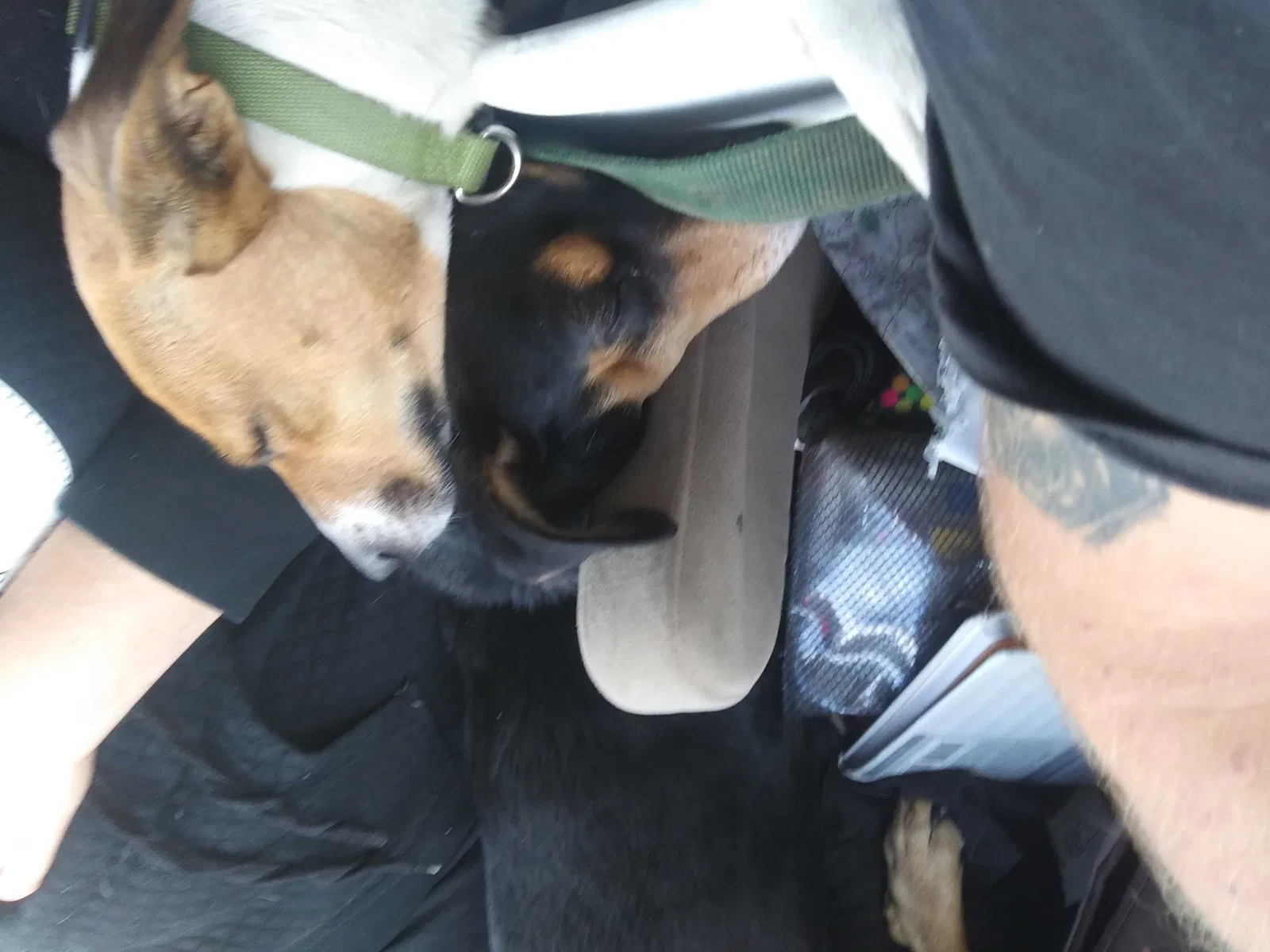 Lost dog in Paragould, AR, 72450