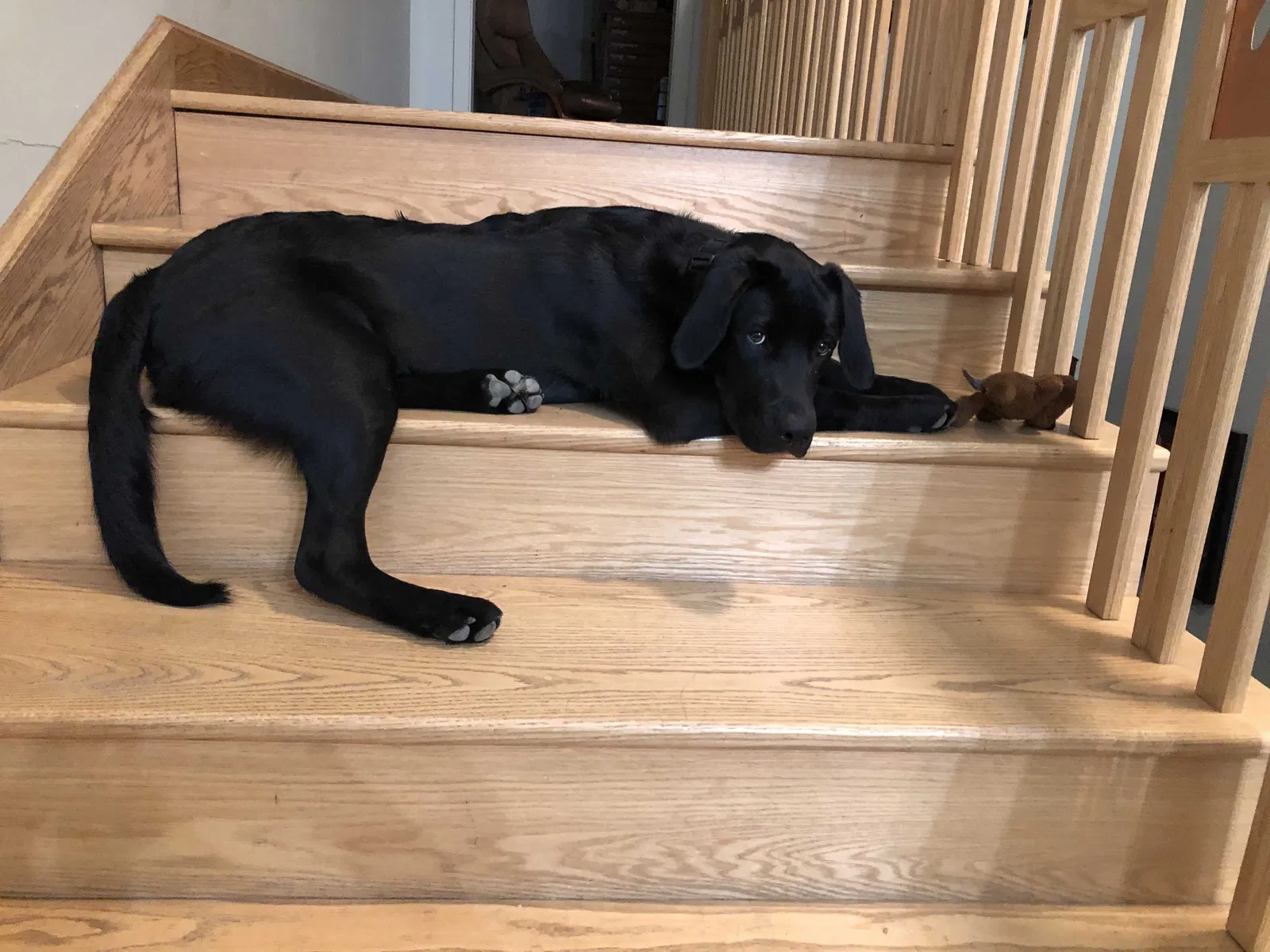 Lost dog in Everson, WA, 98247