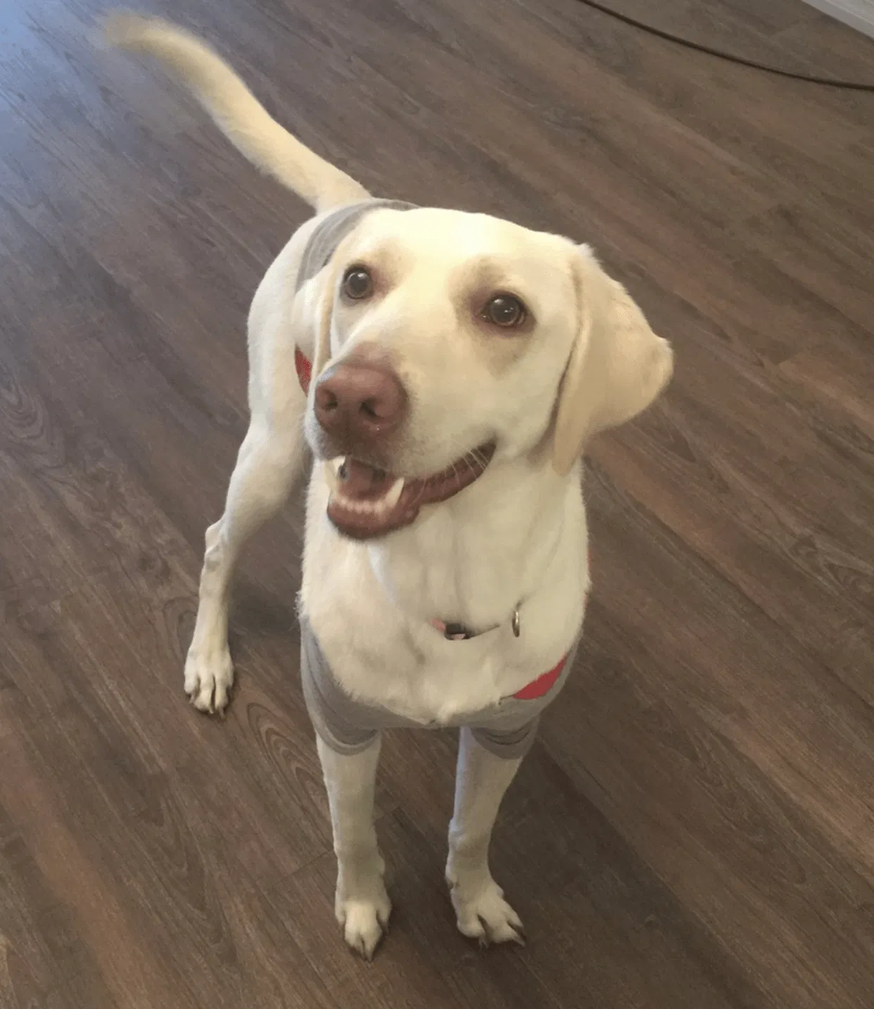 Lost dog in Citra, FL, 32113