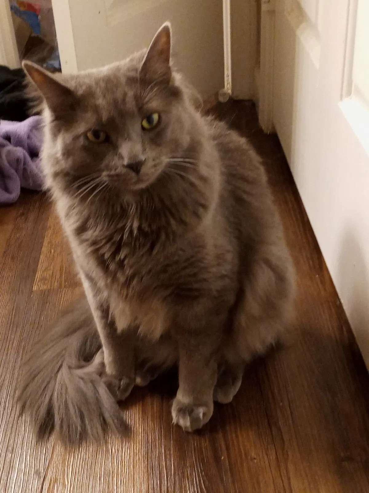 Lost cat in Littleton, CO, 80127