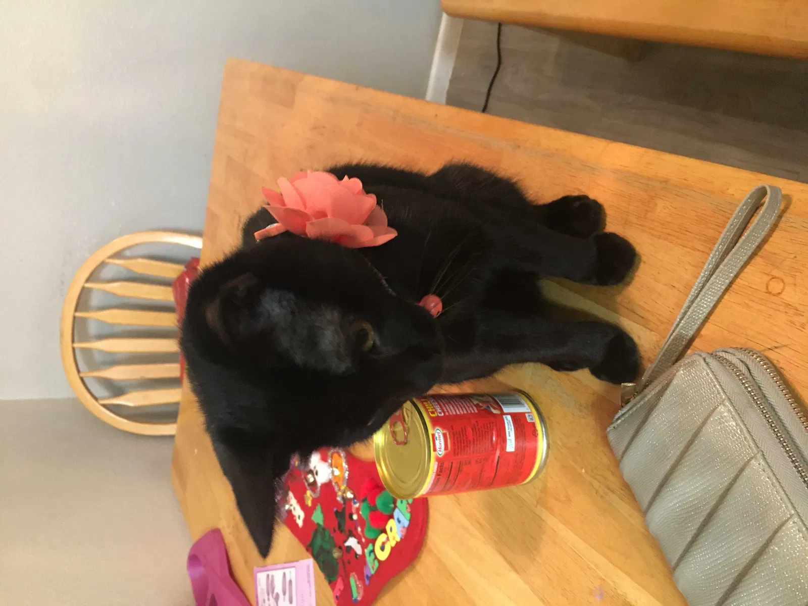 Lost cat in Mesa, AZ, 85204
