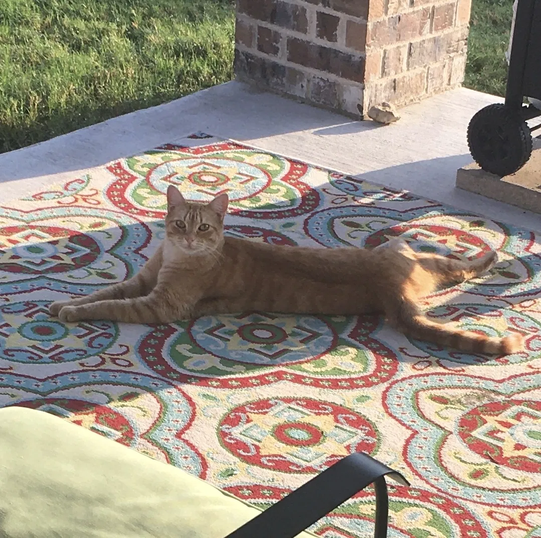 Lost cat in Fort Worth, TX, 76131