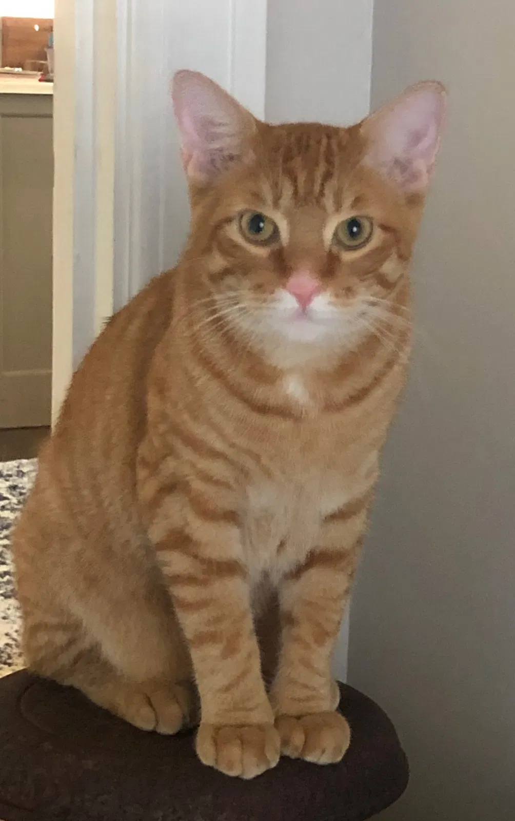 Lost cat in Clearwater, FL, 33756