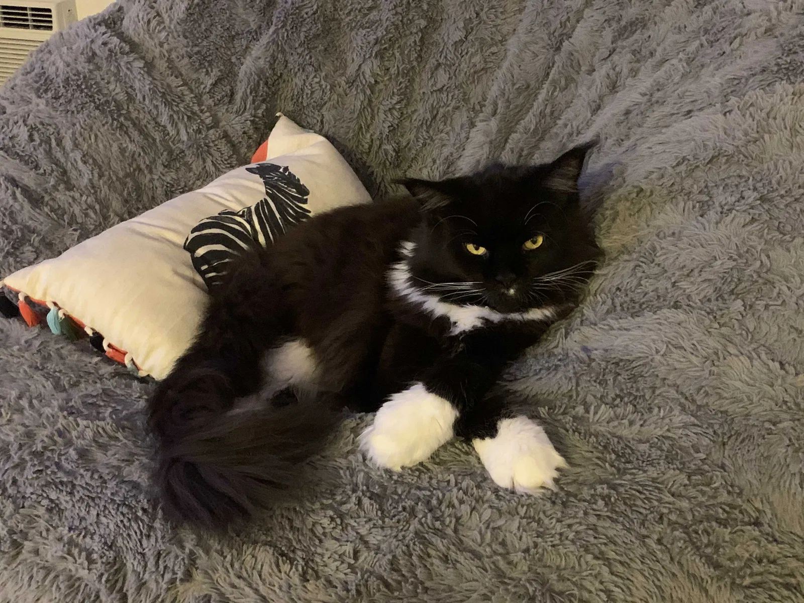 Lost cat in Alexandria, VA, 22306