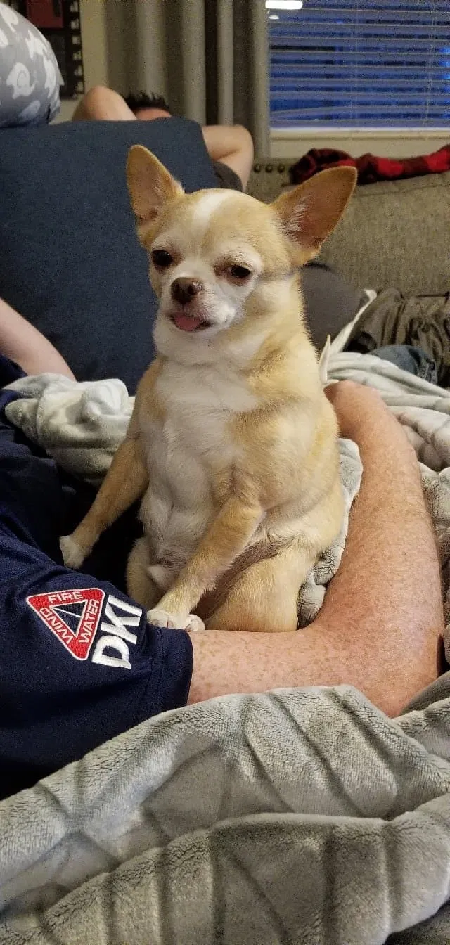 Lost dog in Ballwin, MO, 63011