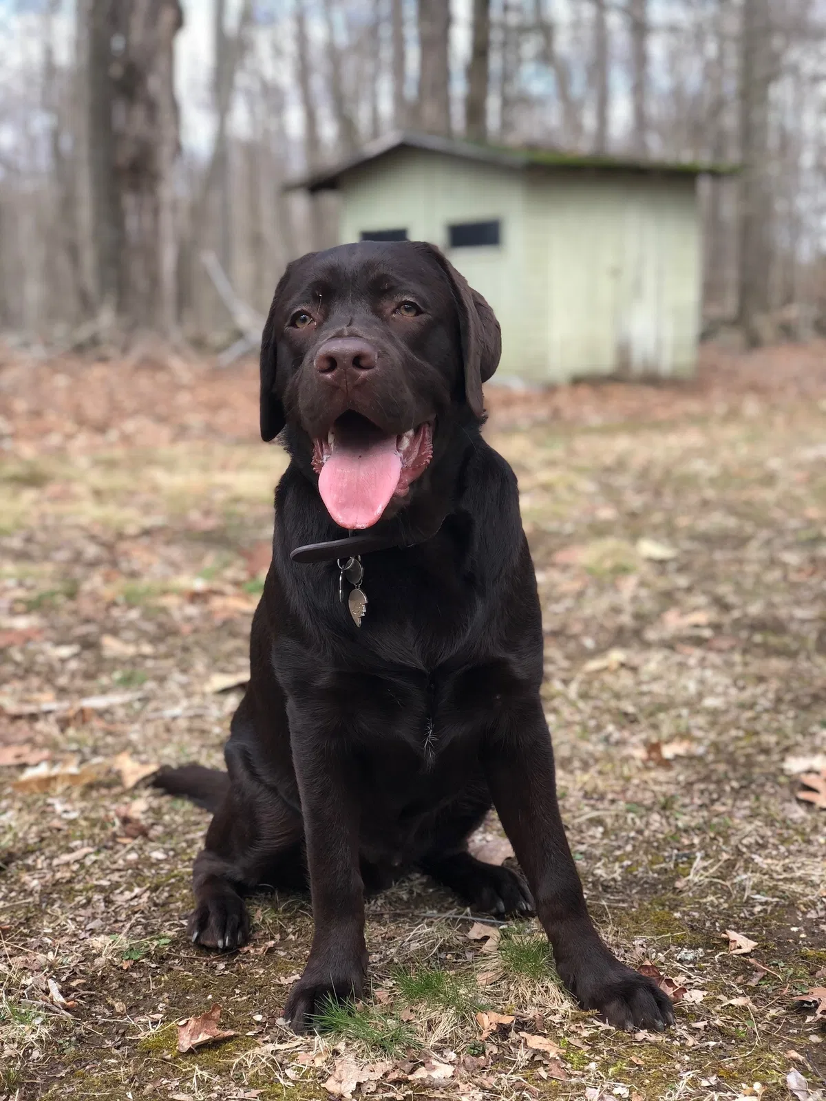 Lost dog in Westport, CT, 6880