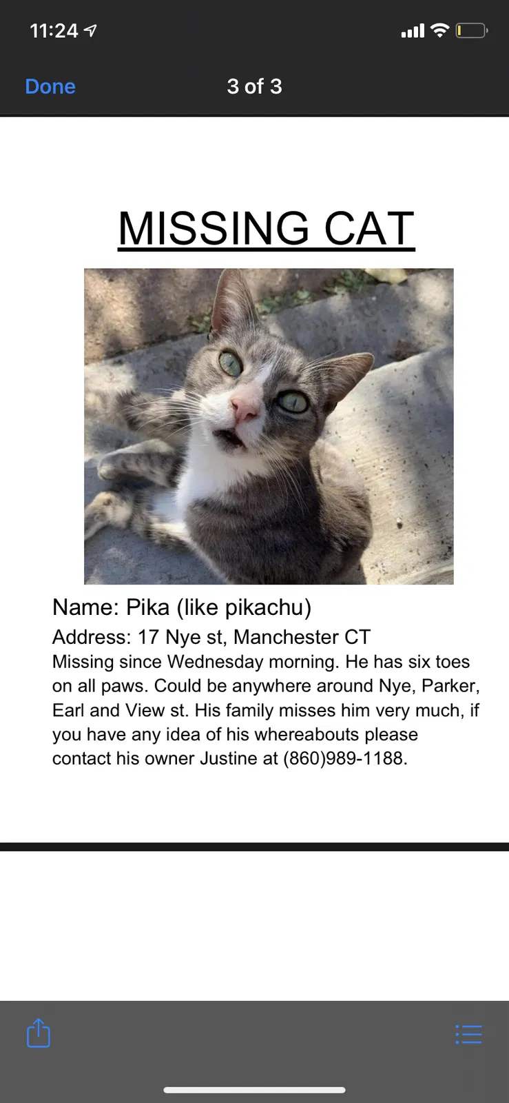 Lost cat in Manchester, CT, 6040