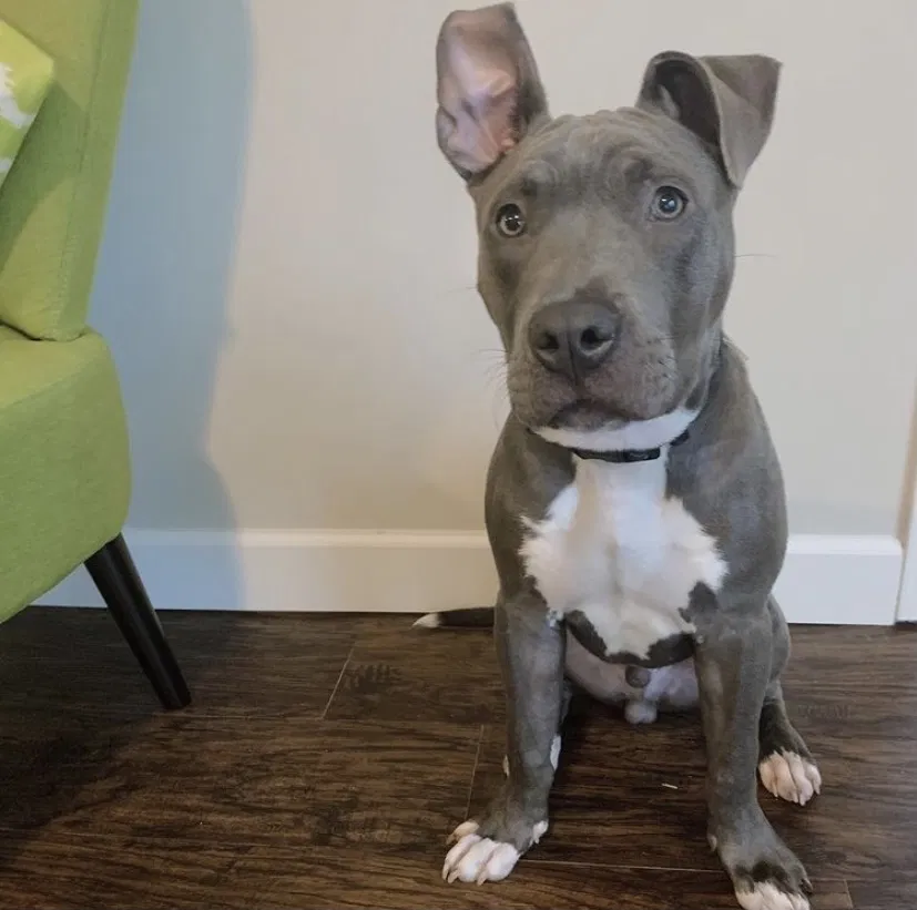 Lost dog in Reynoldsburg, OH, 43068