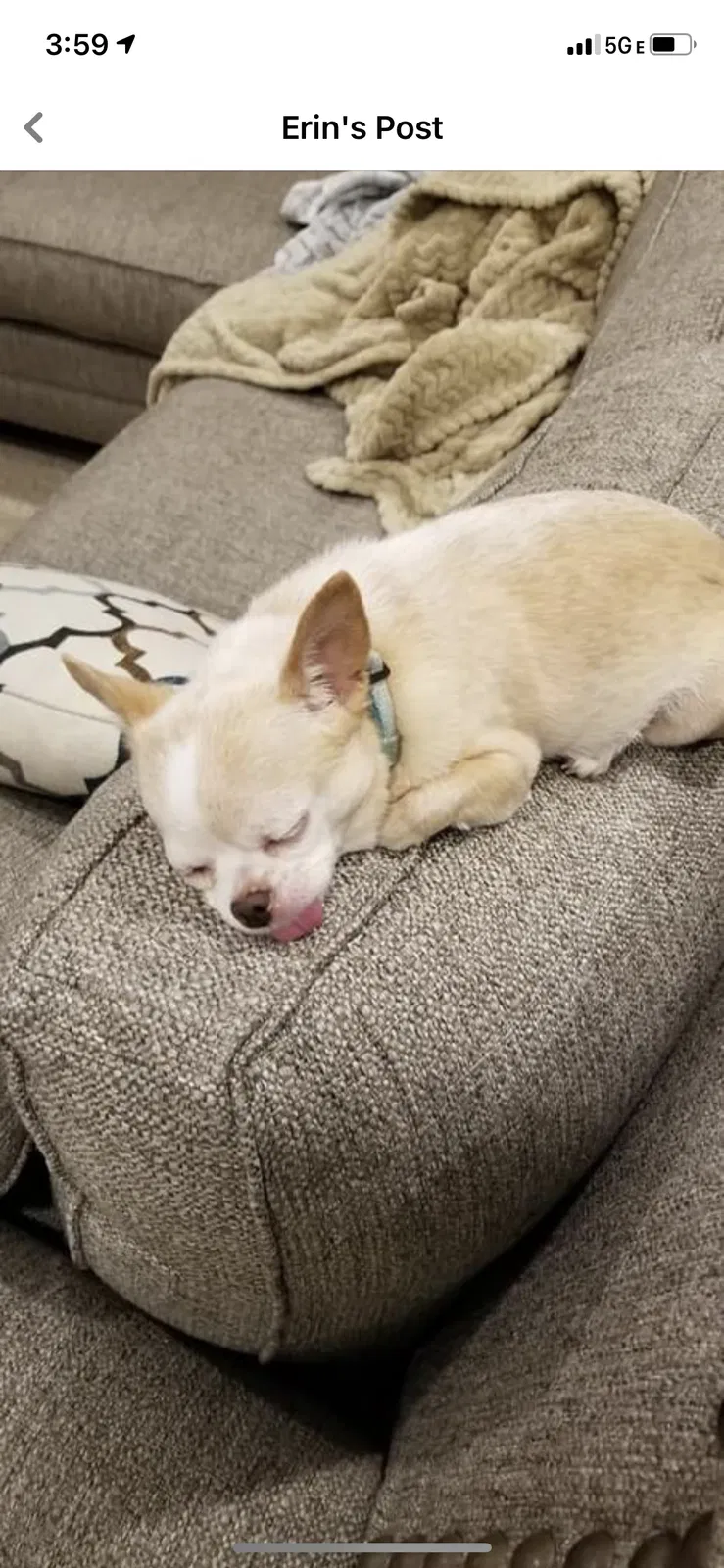 Lost dog in Ballwin, MO, 63011