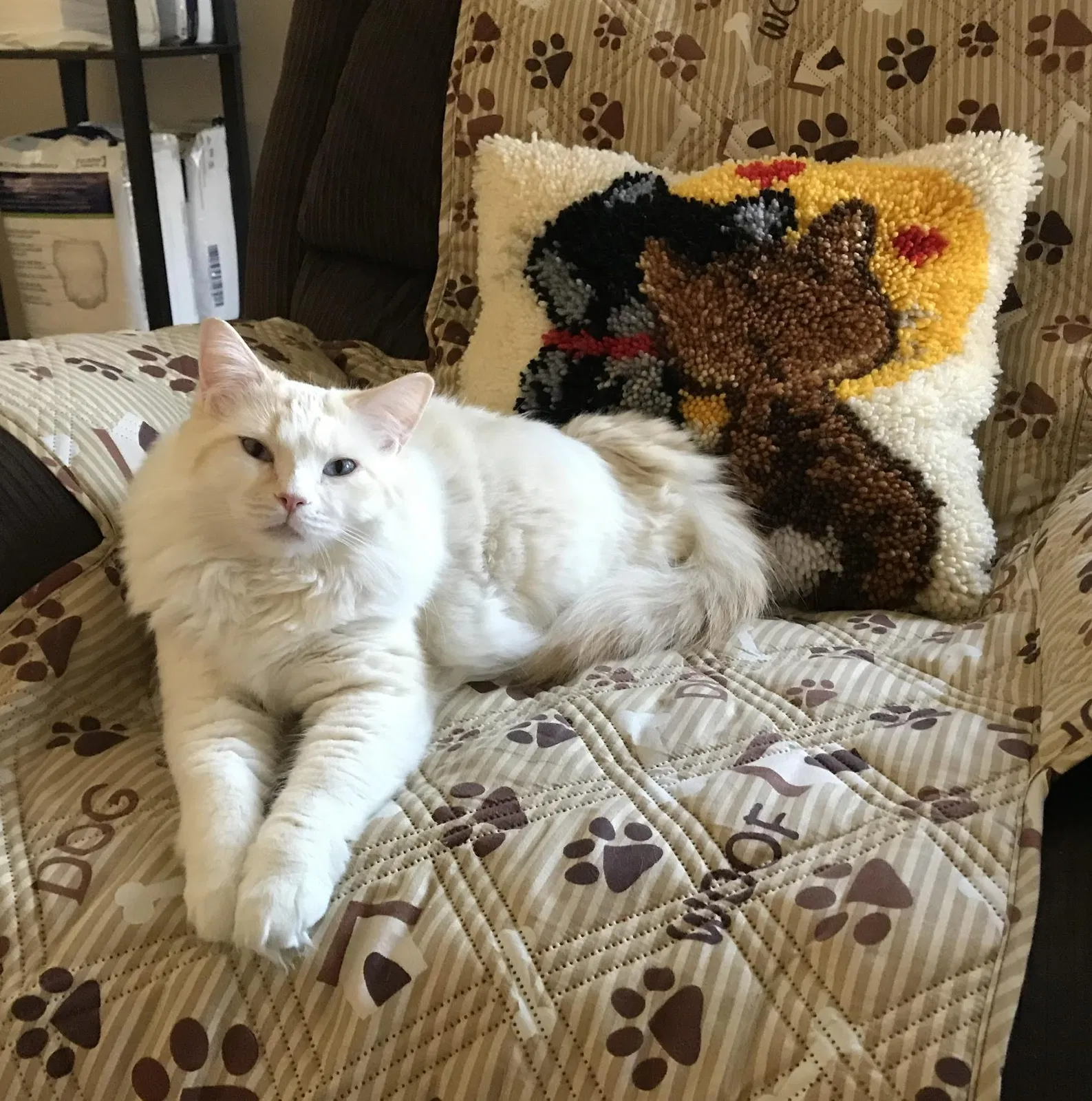 Lost cat in Tucson, AZ, 85756