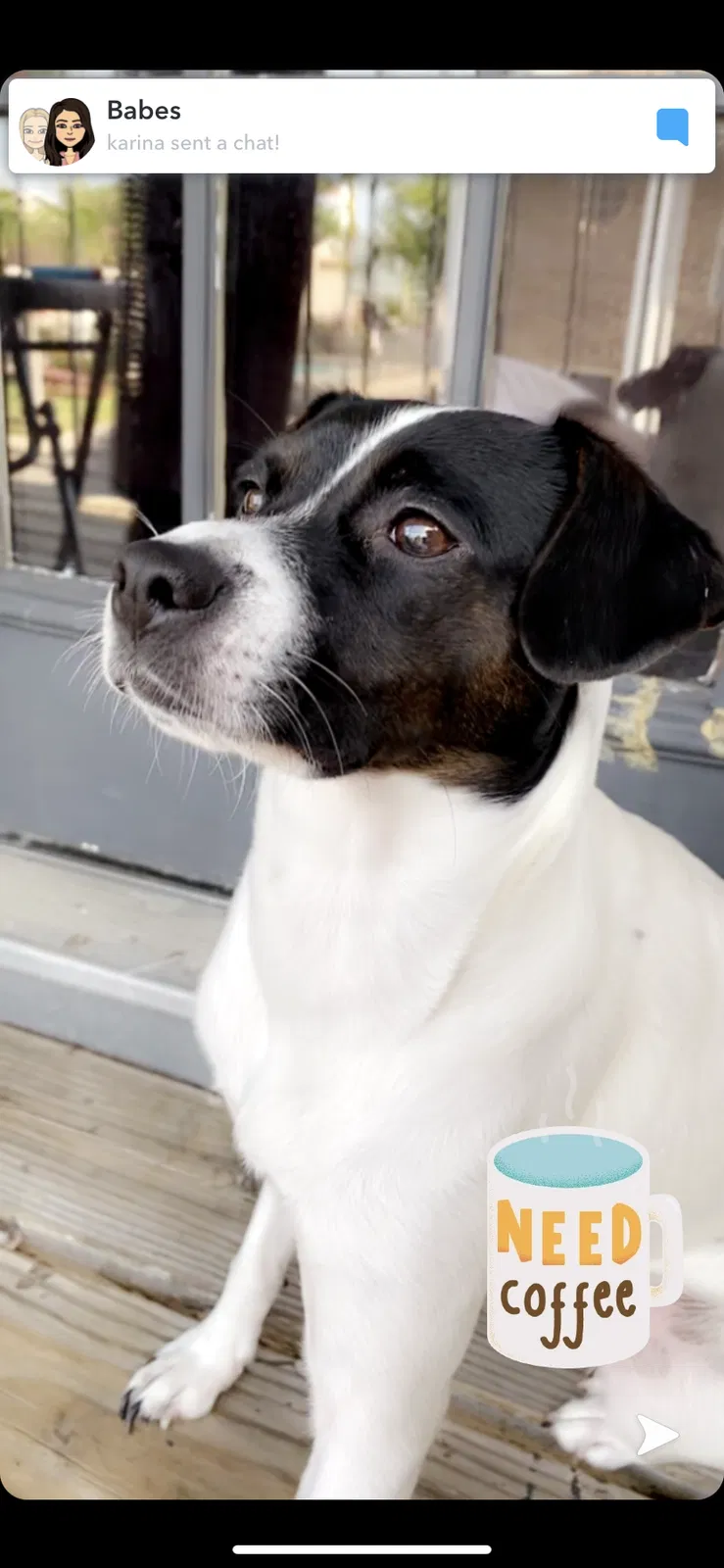 Lost dog in Edinburg, TX, 78539