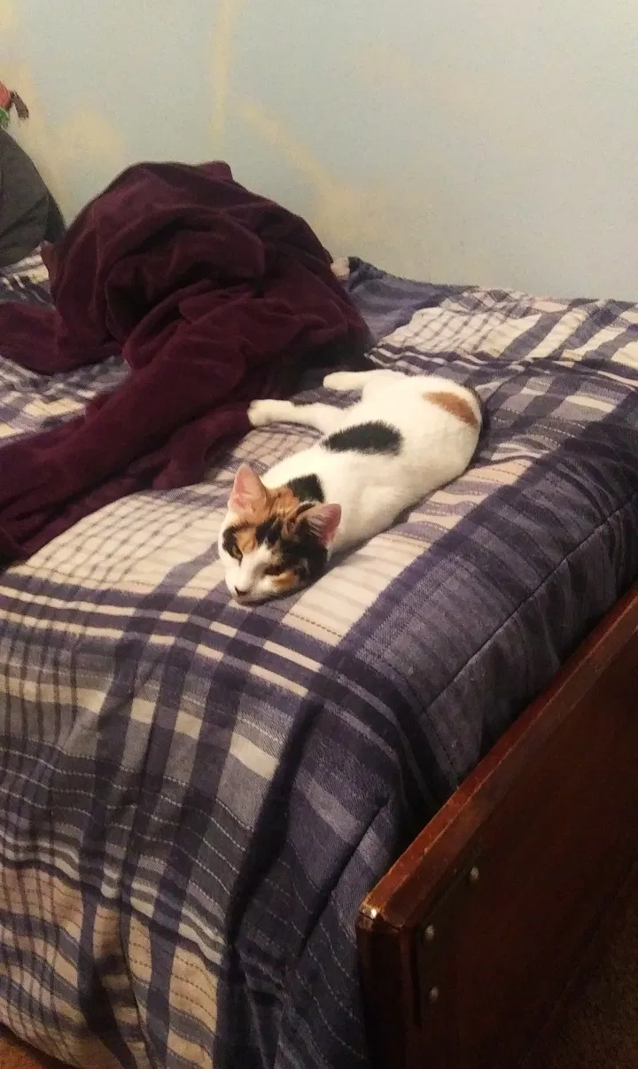 Lost cat in Phoenix, AZ, 85021