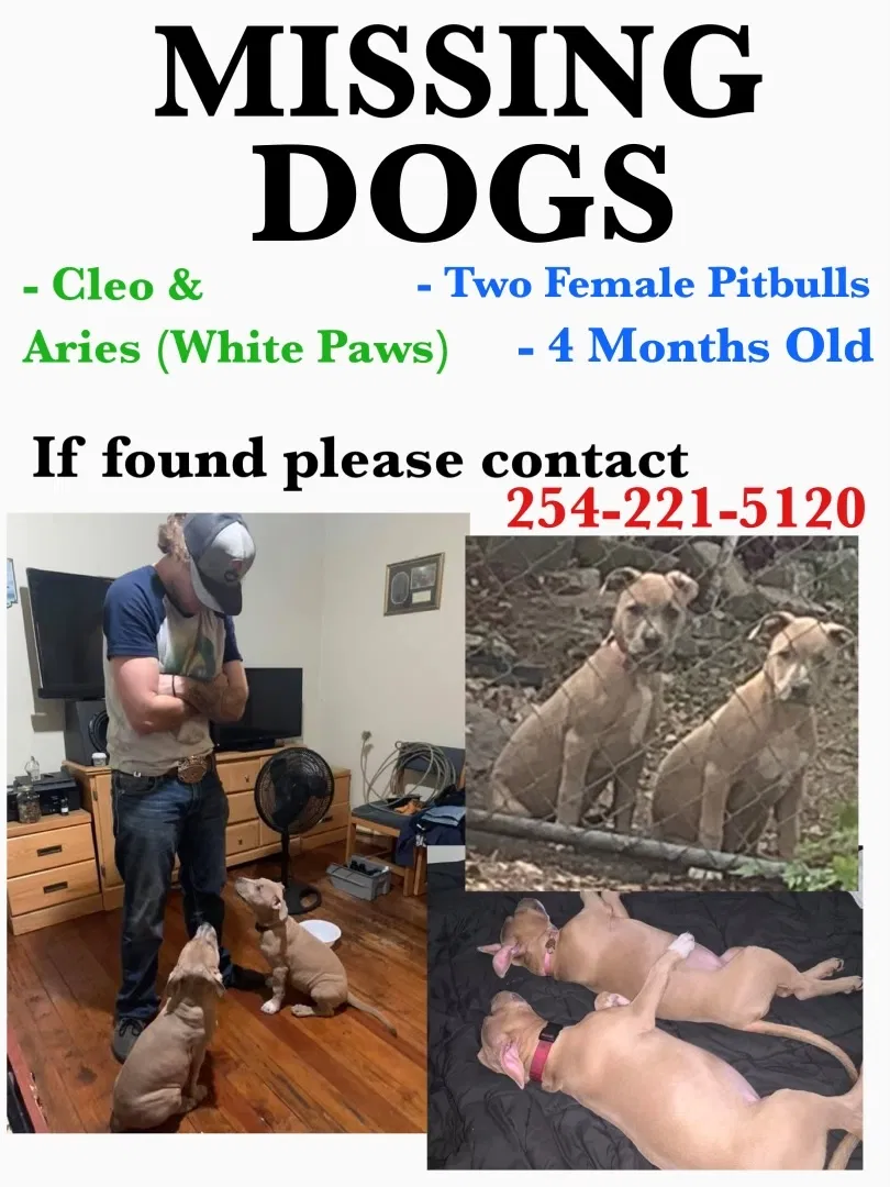 Lost dog in Killeen, TX, 76541