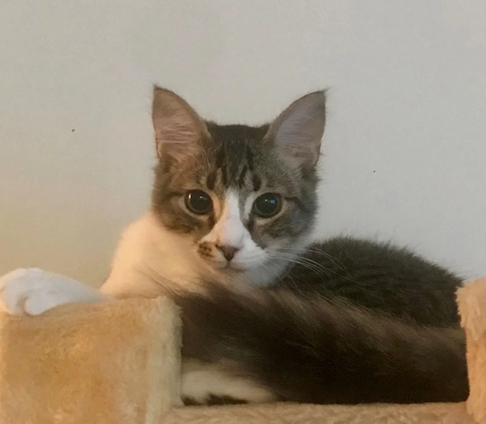 Lost cat in Columbia, SC, 29206
