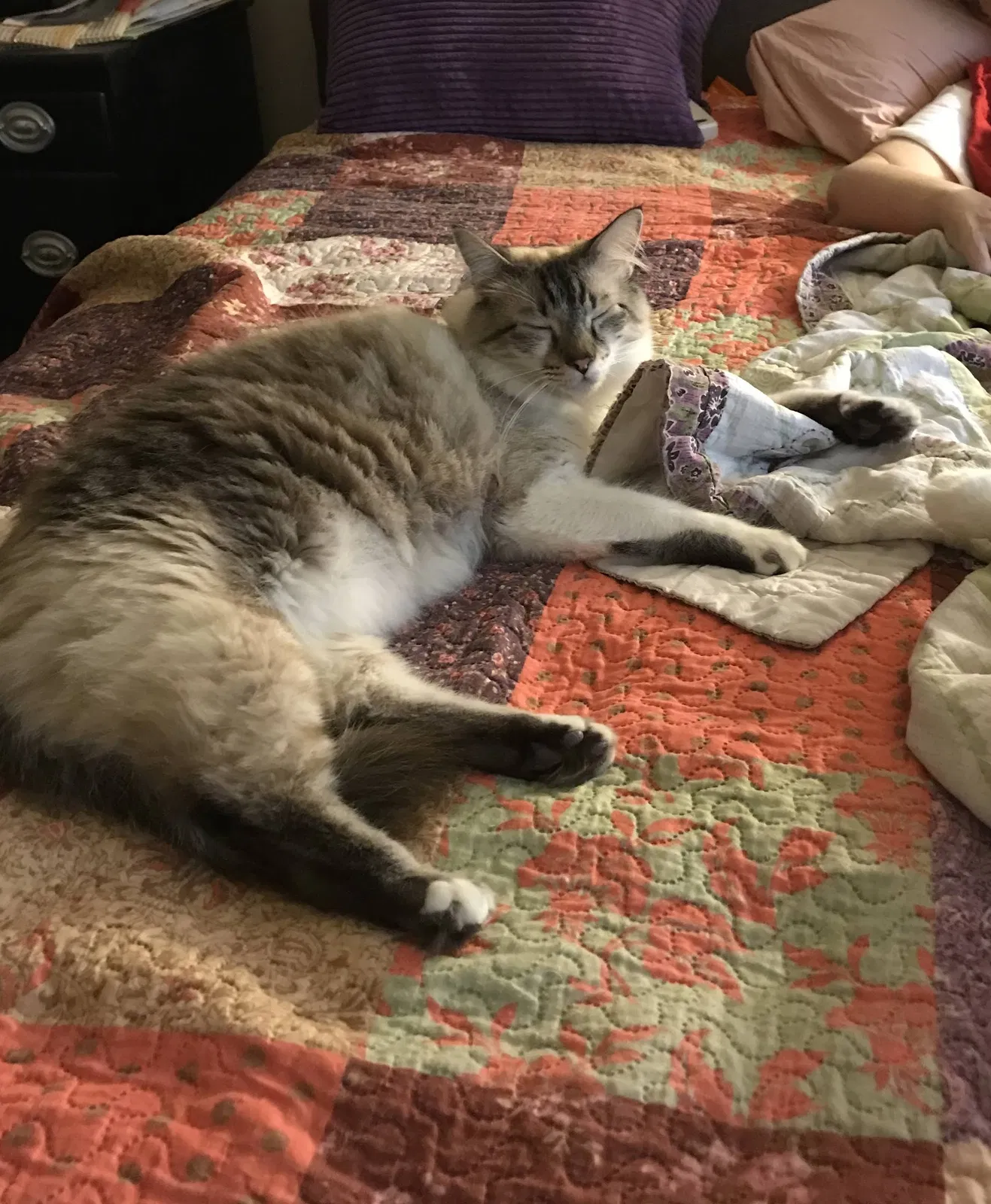 Lost cat in Tucson, AZ, 85756