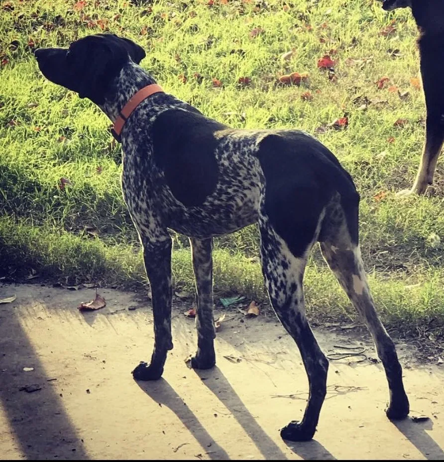 Lost dog in Killeen, TX, 76543
