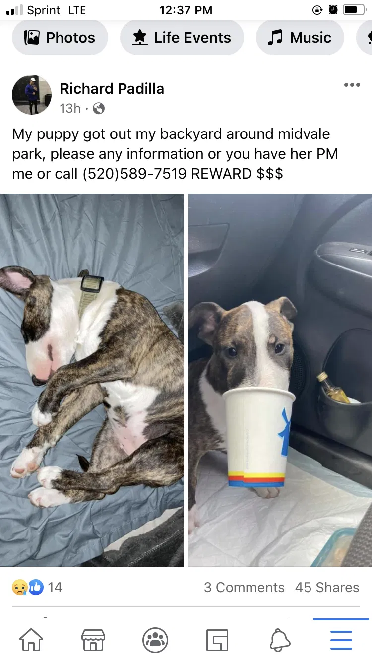 Lost dog in Tucson, AZ, 85746