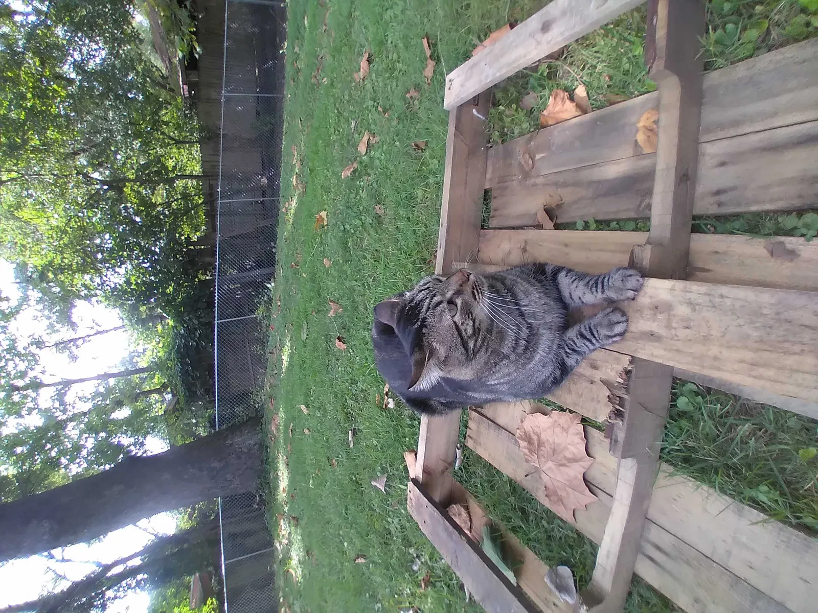 Lost cat in Fairview Heights, IL, 62208