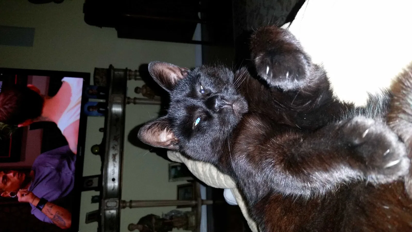 Lost cat in Oakdale, NY, 11769