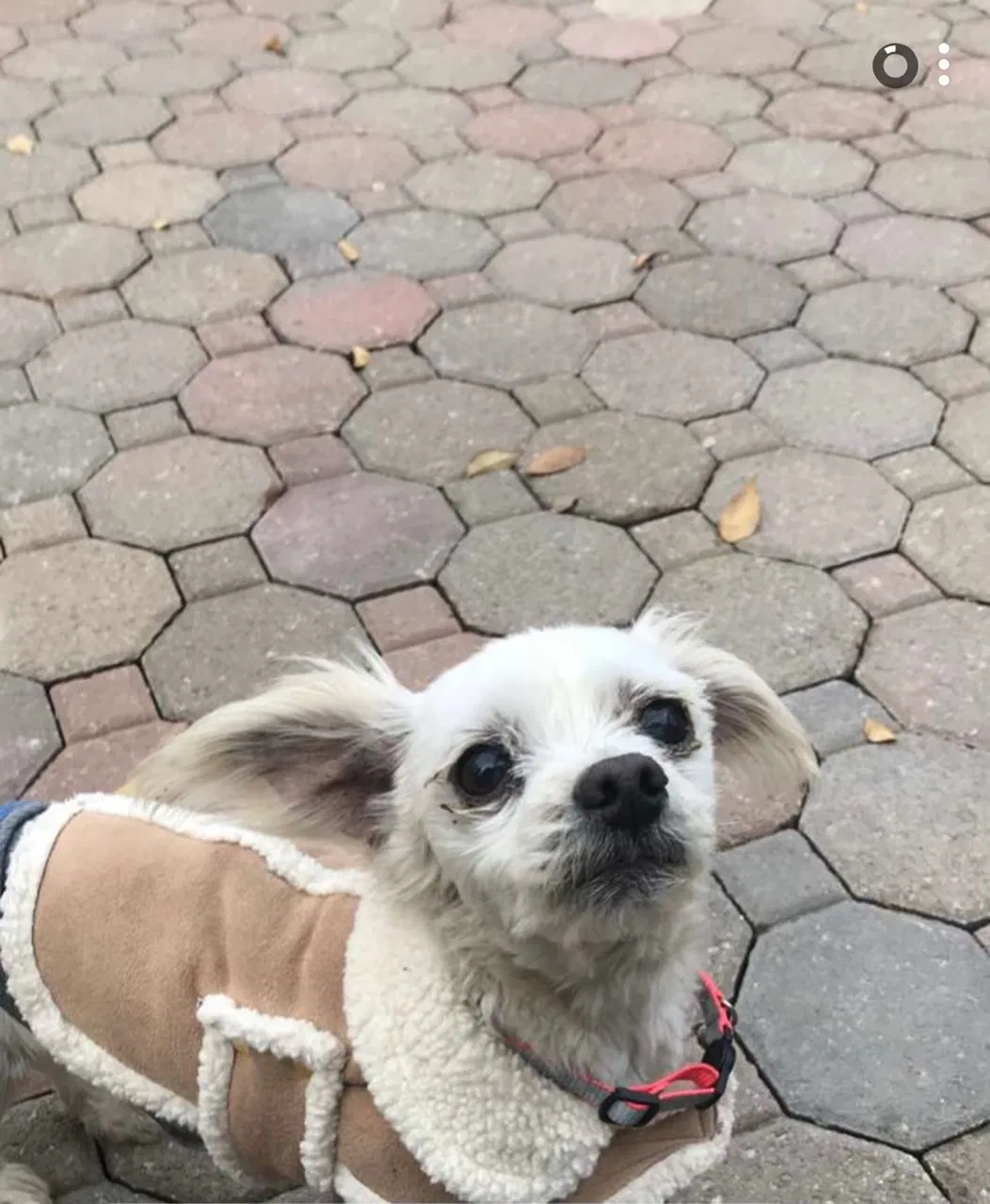 Lost dog in Brentwood, CA, 94513