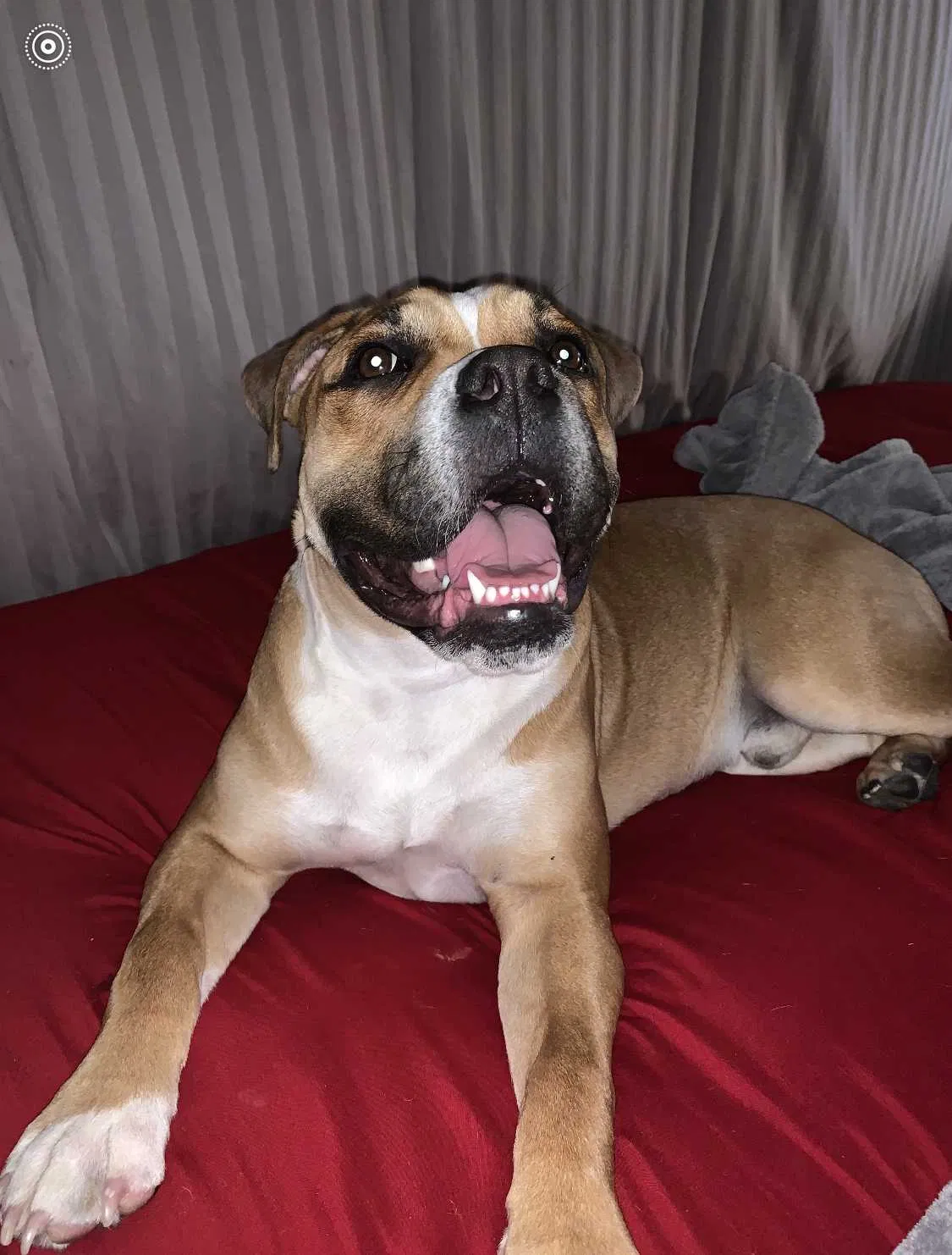 Lost dog in Denver, CO, 80204