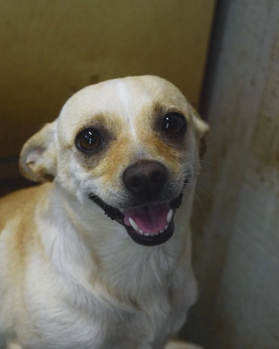 Lost dog in Forest Park, GA, 30297