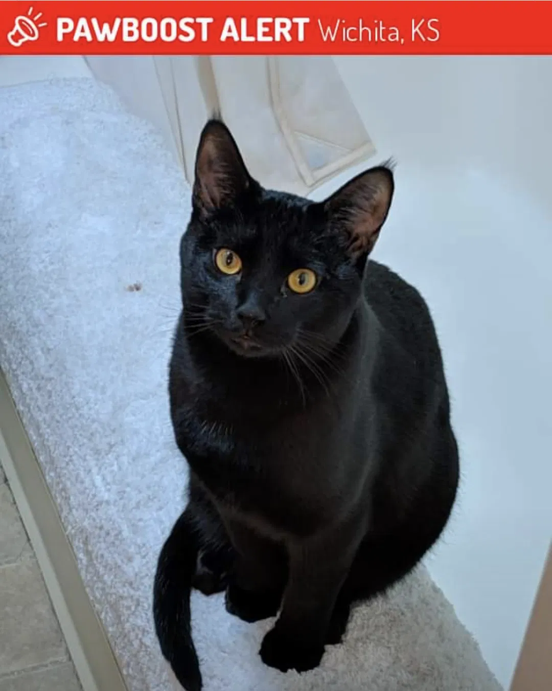 Lost cat in Wichita, KS, 67203