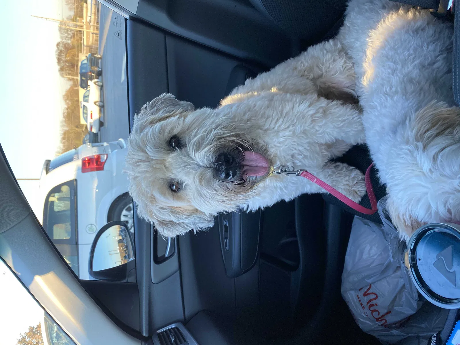 Lost dog in Saint Louis, MO, 63119