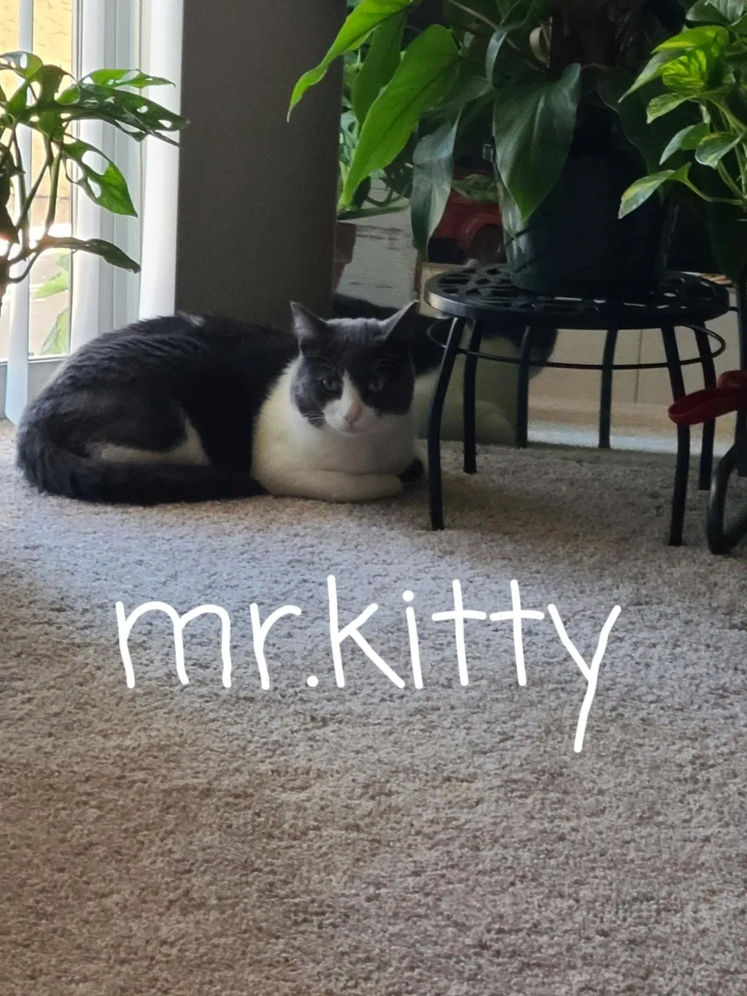 Lost cat in San Tan Valley, AZ, 85143