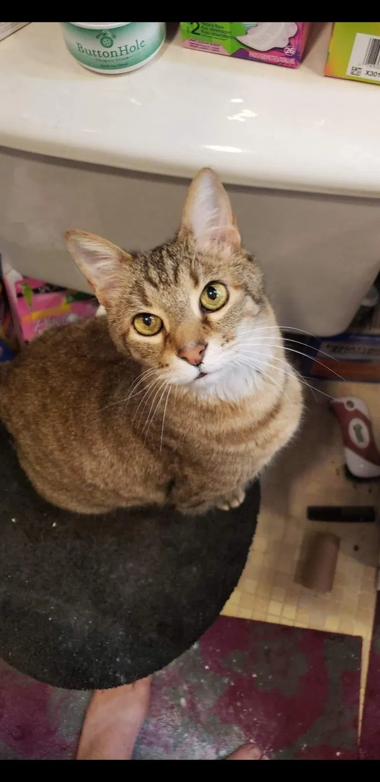 Lost cat in Corpus Christi, TX, 78412