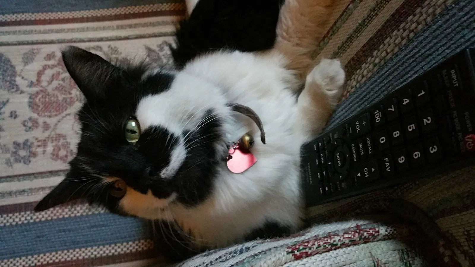 Lost cat in Bakersfield, CA, 93306