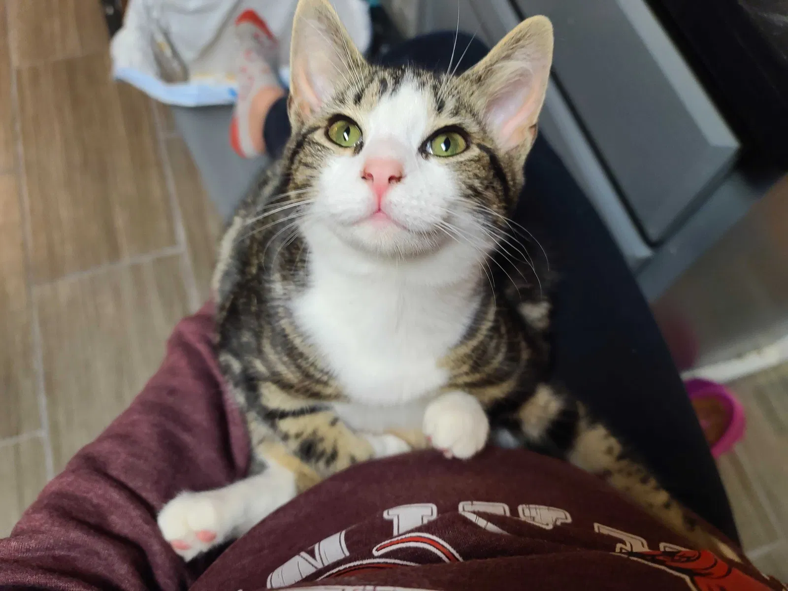 Lost cat in Pfafftown, NC, 27040