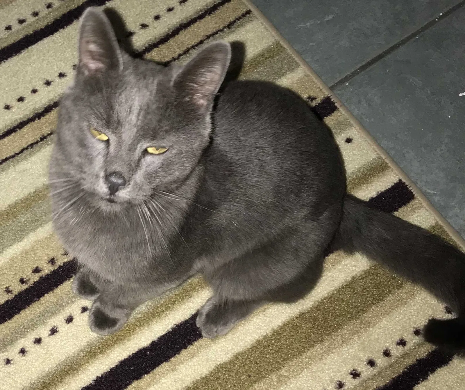 Lost cat in Manassas, VA, 20111