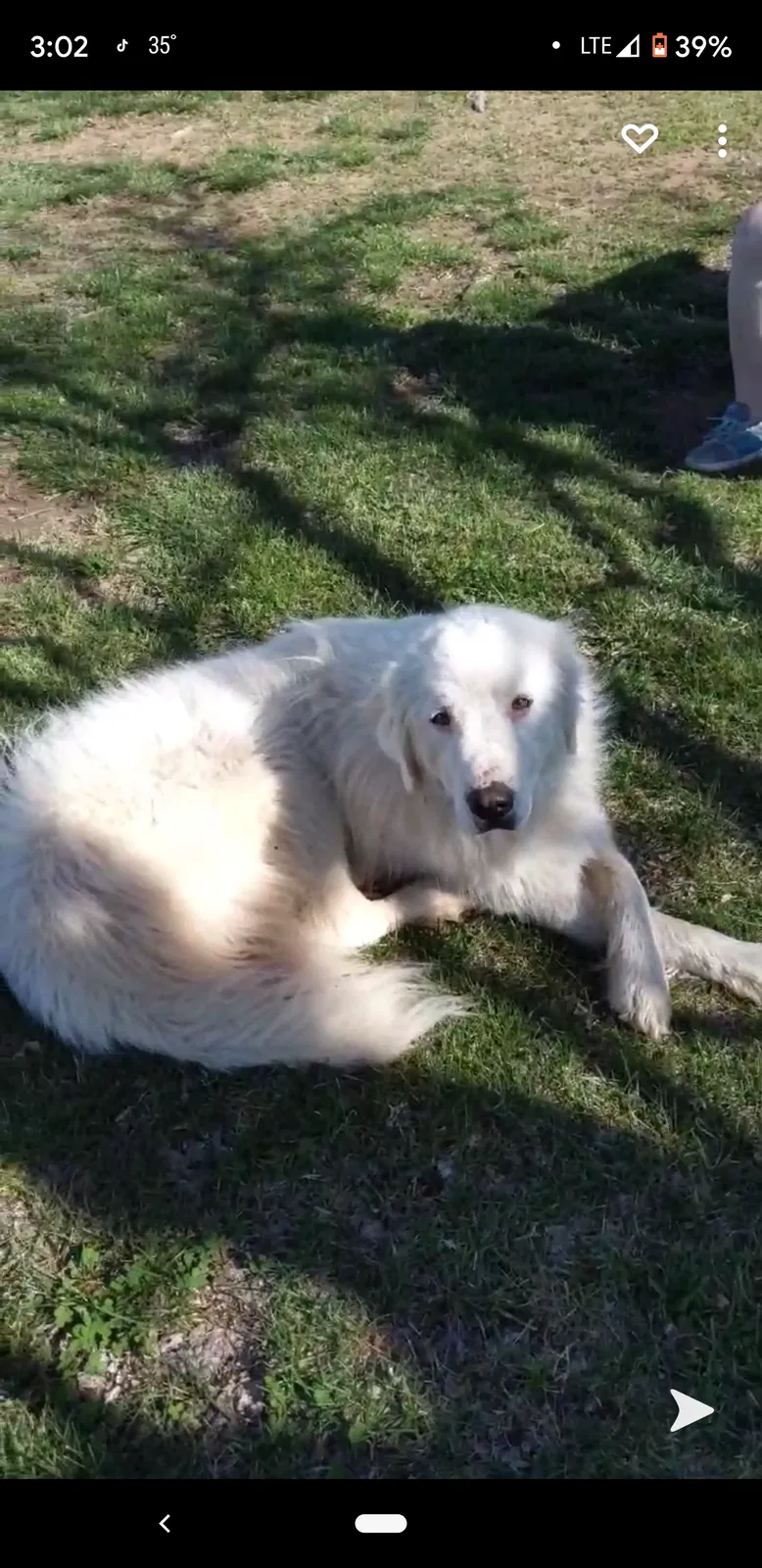 Lost dog in Garden Plain, KS, 67050